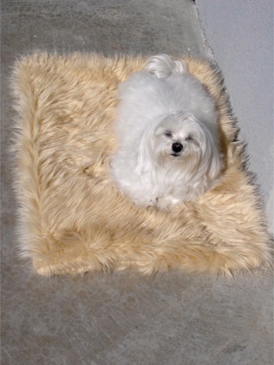 Tan Shag Faux Fur Pet Bed - Sku 157